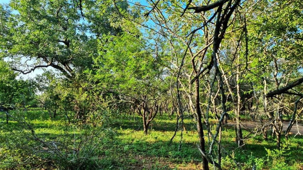 2067 m² Land available in Marloth Park photo number 5