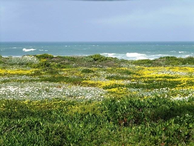 732 m² Land available in Yzerfontein photo number 8