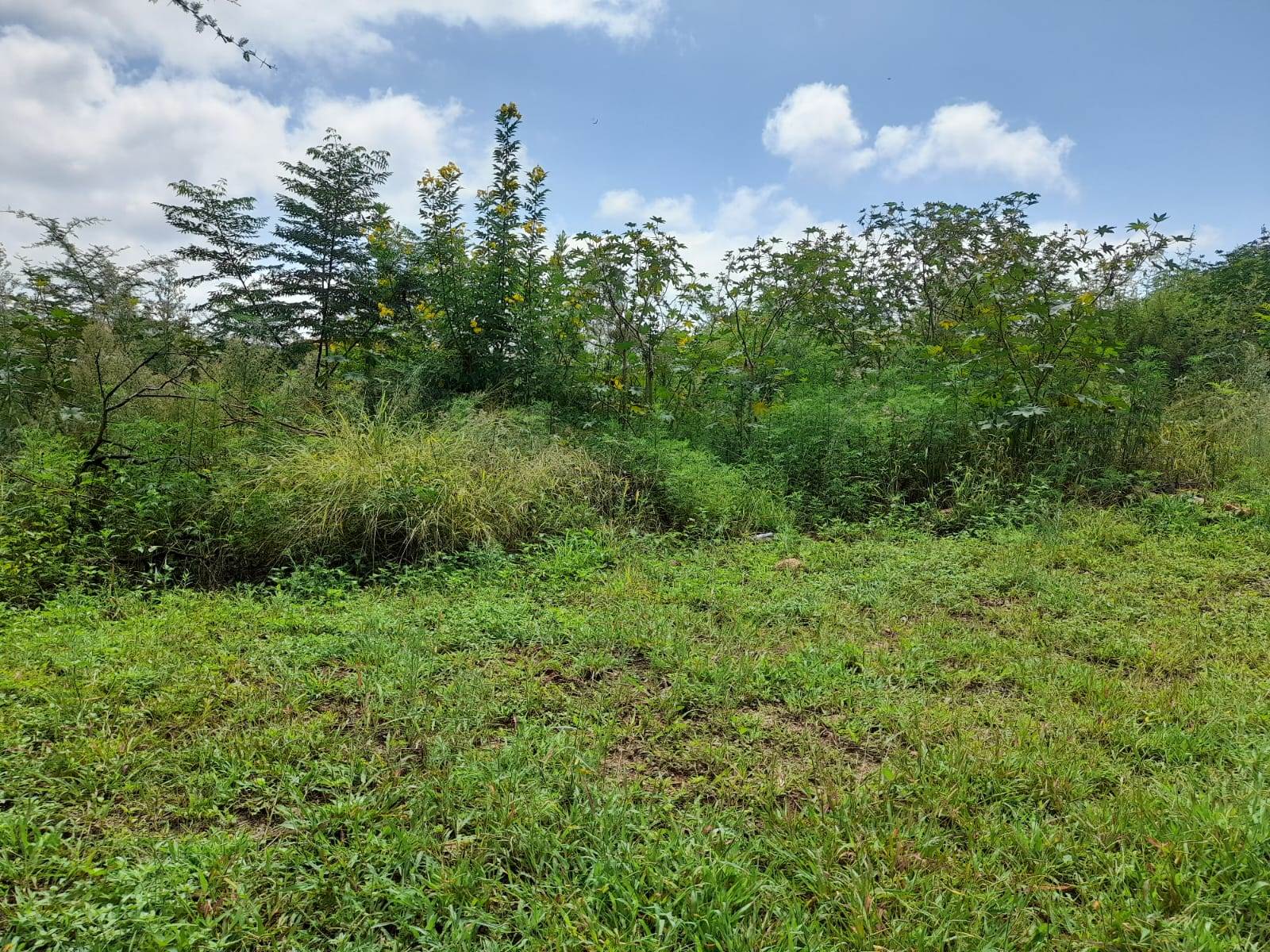 1.3 ha Land available in Cashan photo number 7