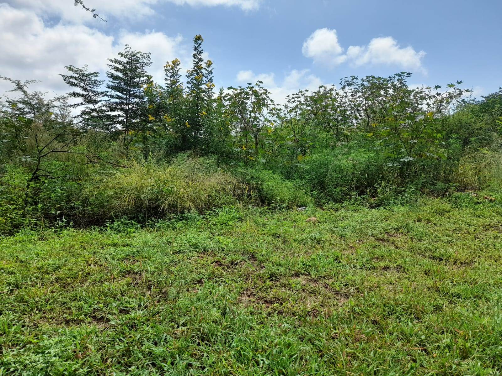 1.3 ha Land available in Cashan photo number 9