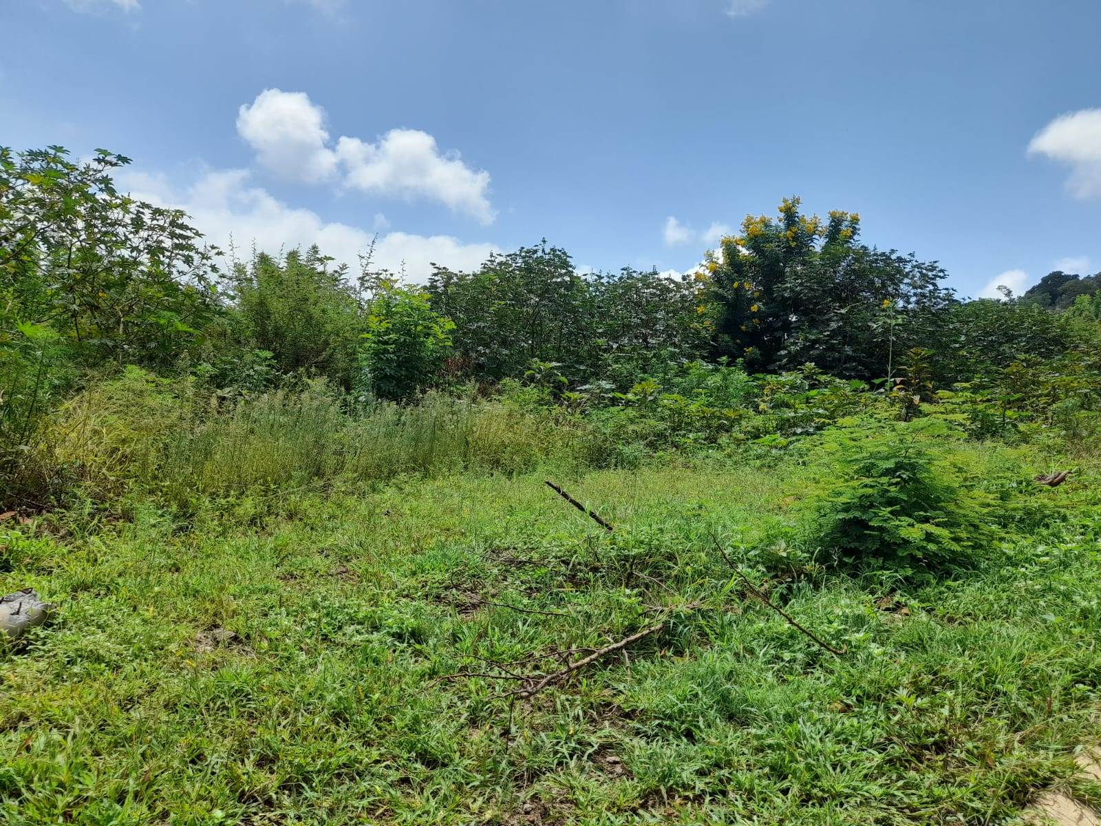 1.3 ha Land available in Cashan photo number 8