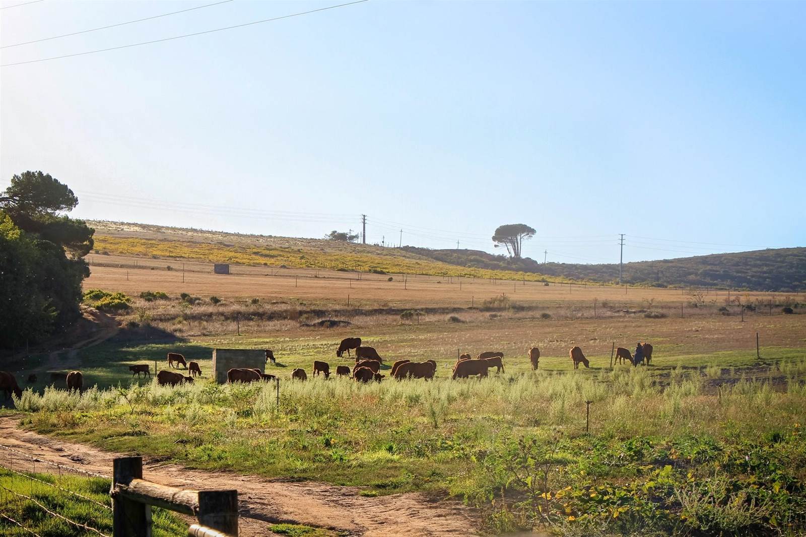 54 ha Farm in Stellenbosch Agricultural photo number 12