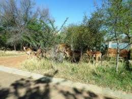 1195 m² Land available in Parys photo number 4