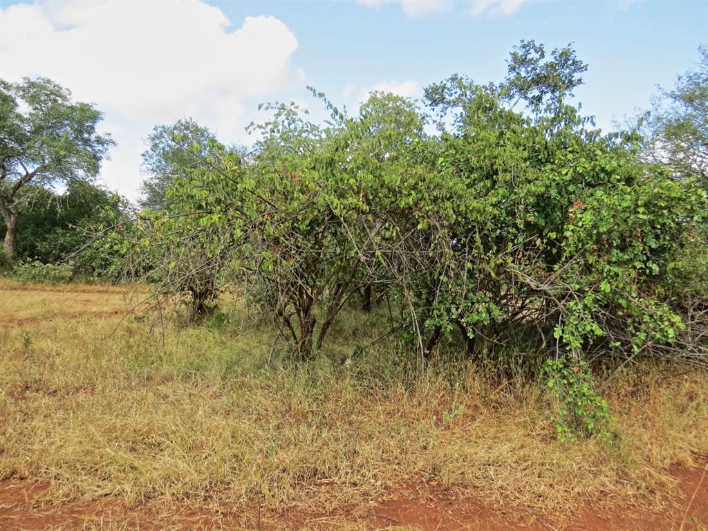 1969 m² Land available in Marloth Park photo number 4