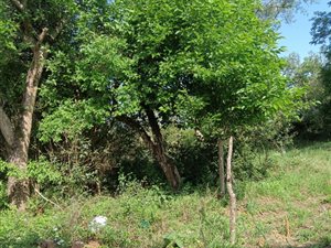 1896 m² Land available in Albert Falls