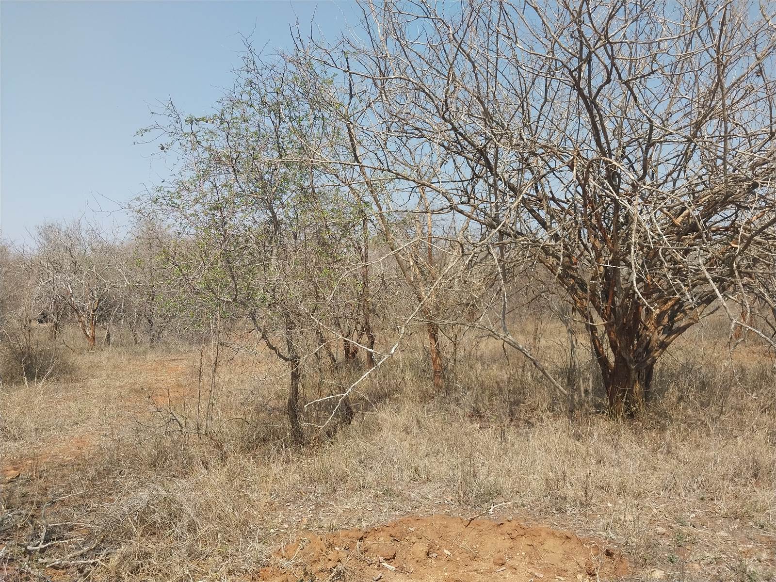 1950 m² Land available in Marloth Park photo number 3