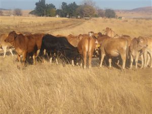 1150 ha Farm in Dundee