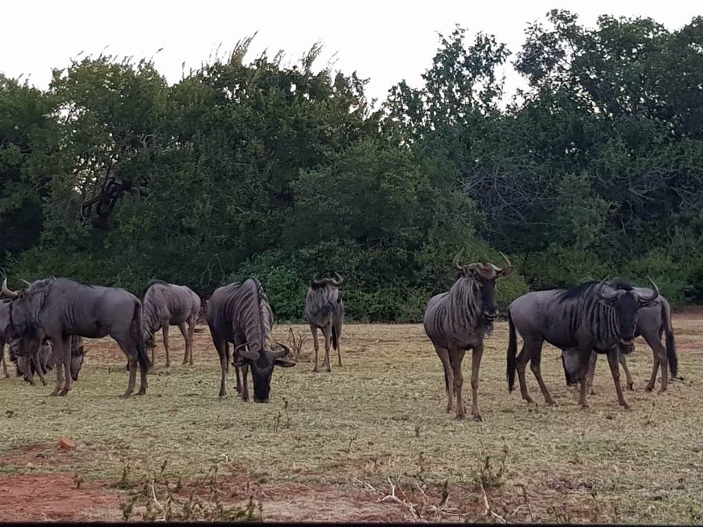 110 ha Farm in Hartbeesfontein photo number 3