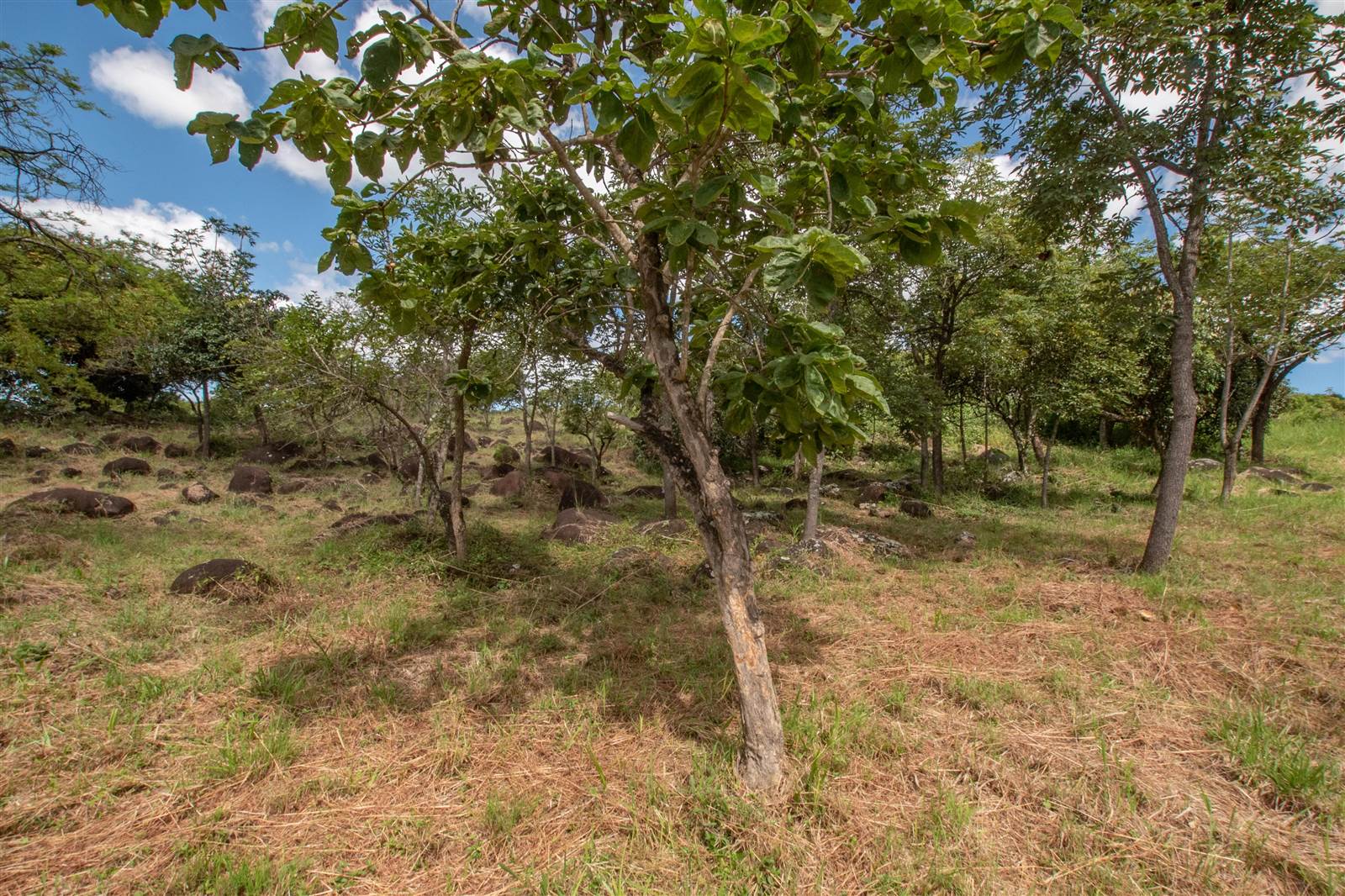 2360 m² Land available in The Rest Nature Estate photo number 8