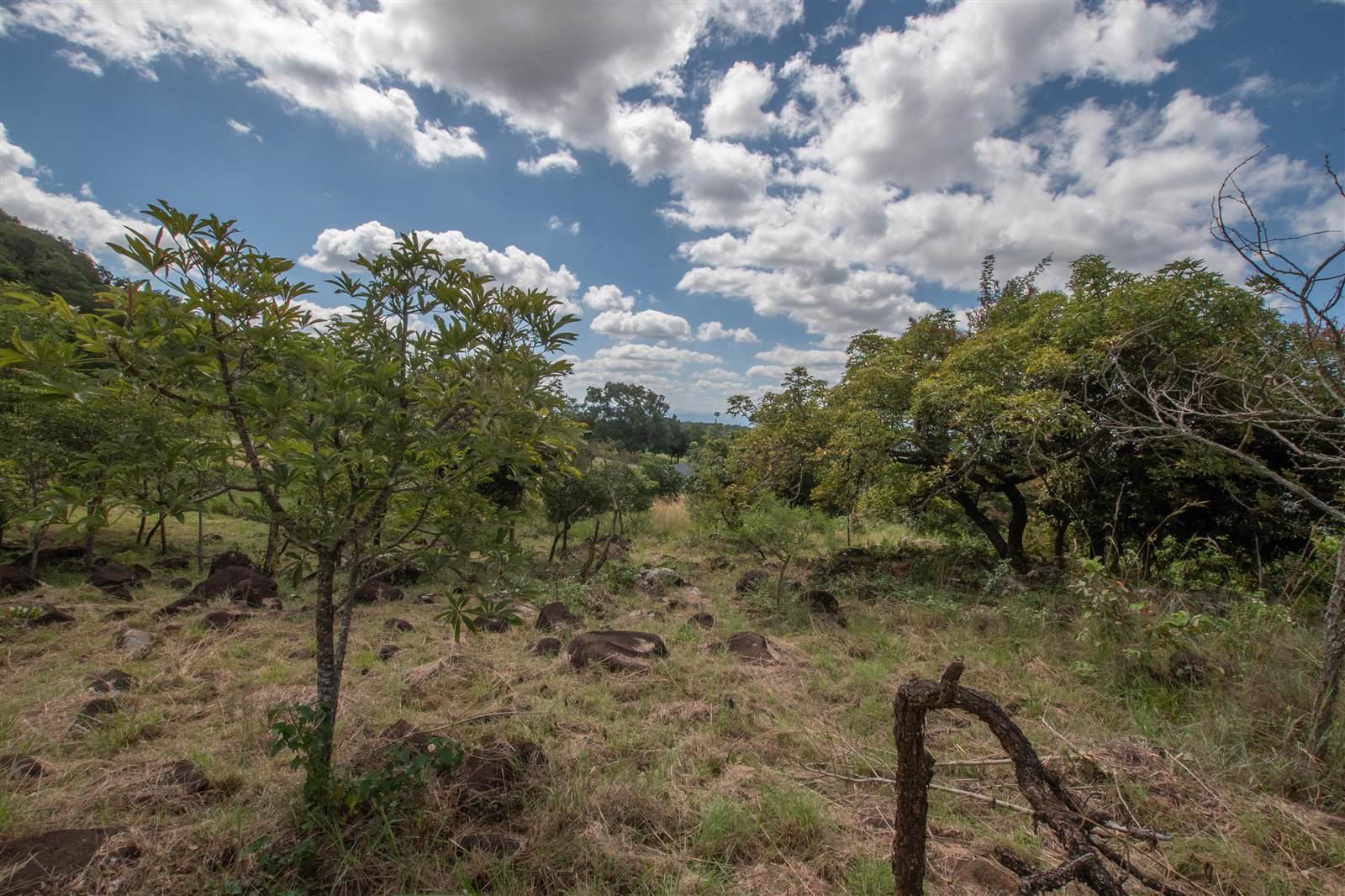 2360 m² Land available in The Rest Nature Estate photo number 13
