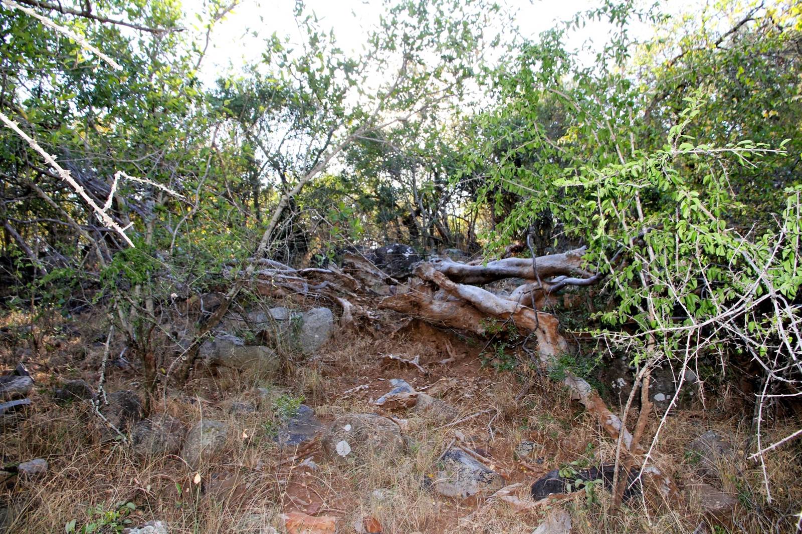 1 ha Land available in Blyde River Nature Reserve photo number 4