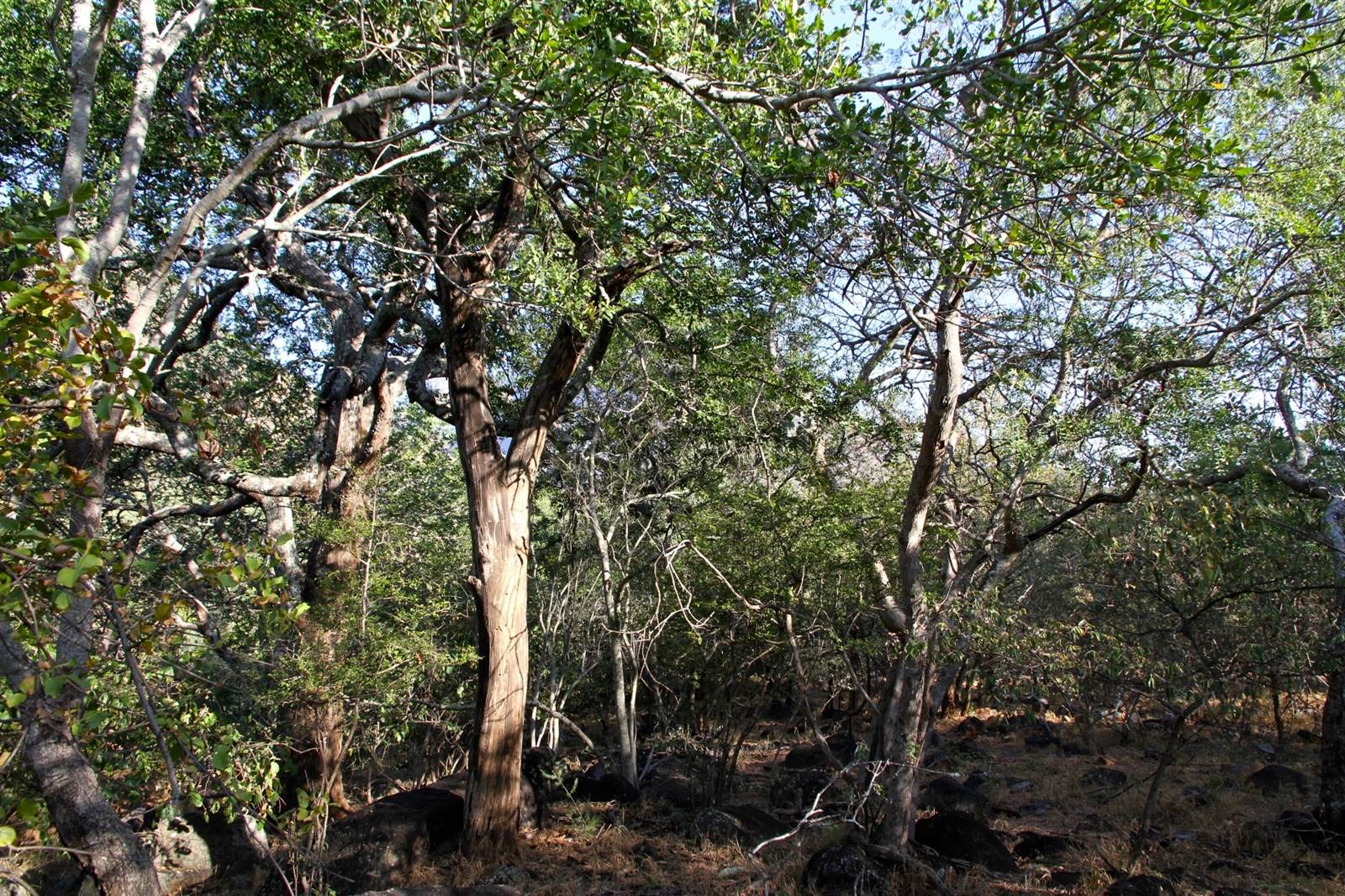 1 ha Land available in Blyde River Nature Reserve photo number 8