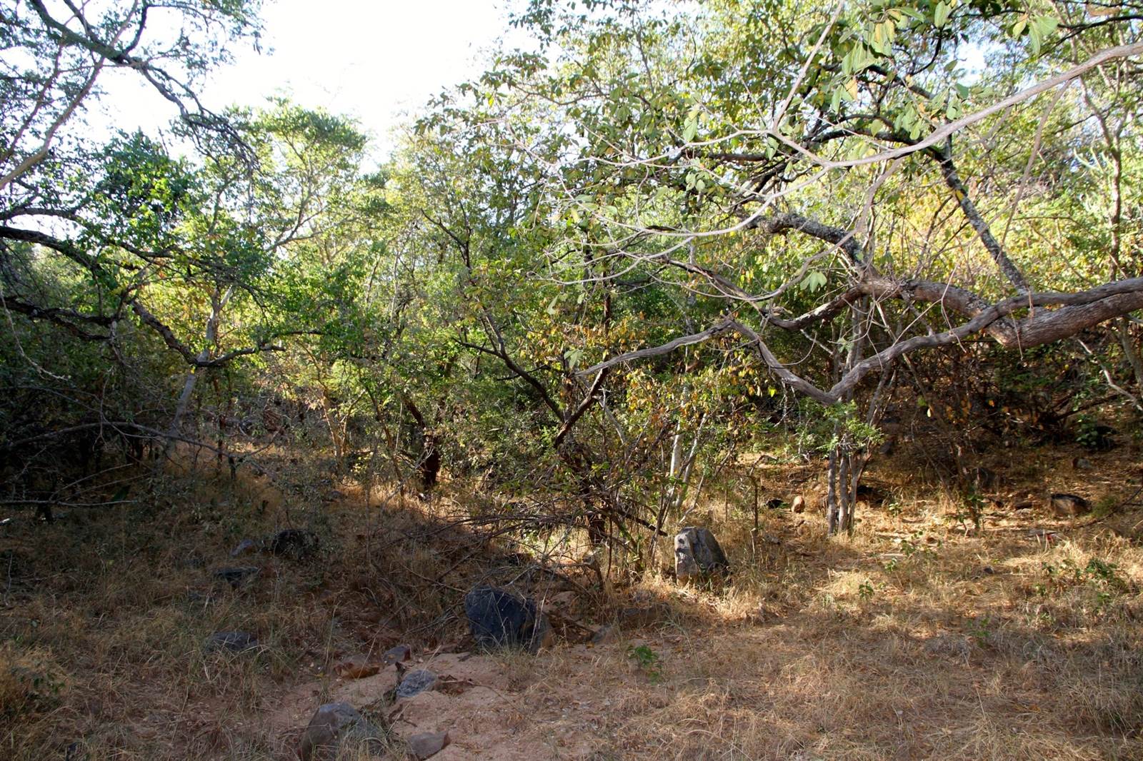 1 ha Land available in Blyde River Nature Reserve photo number 5