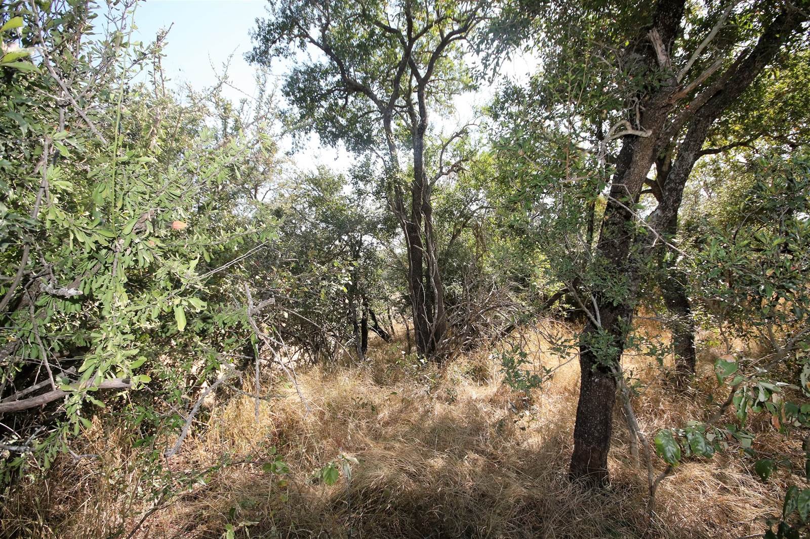 1 ha Land available in Moditlo Nature Reserve photo number 7