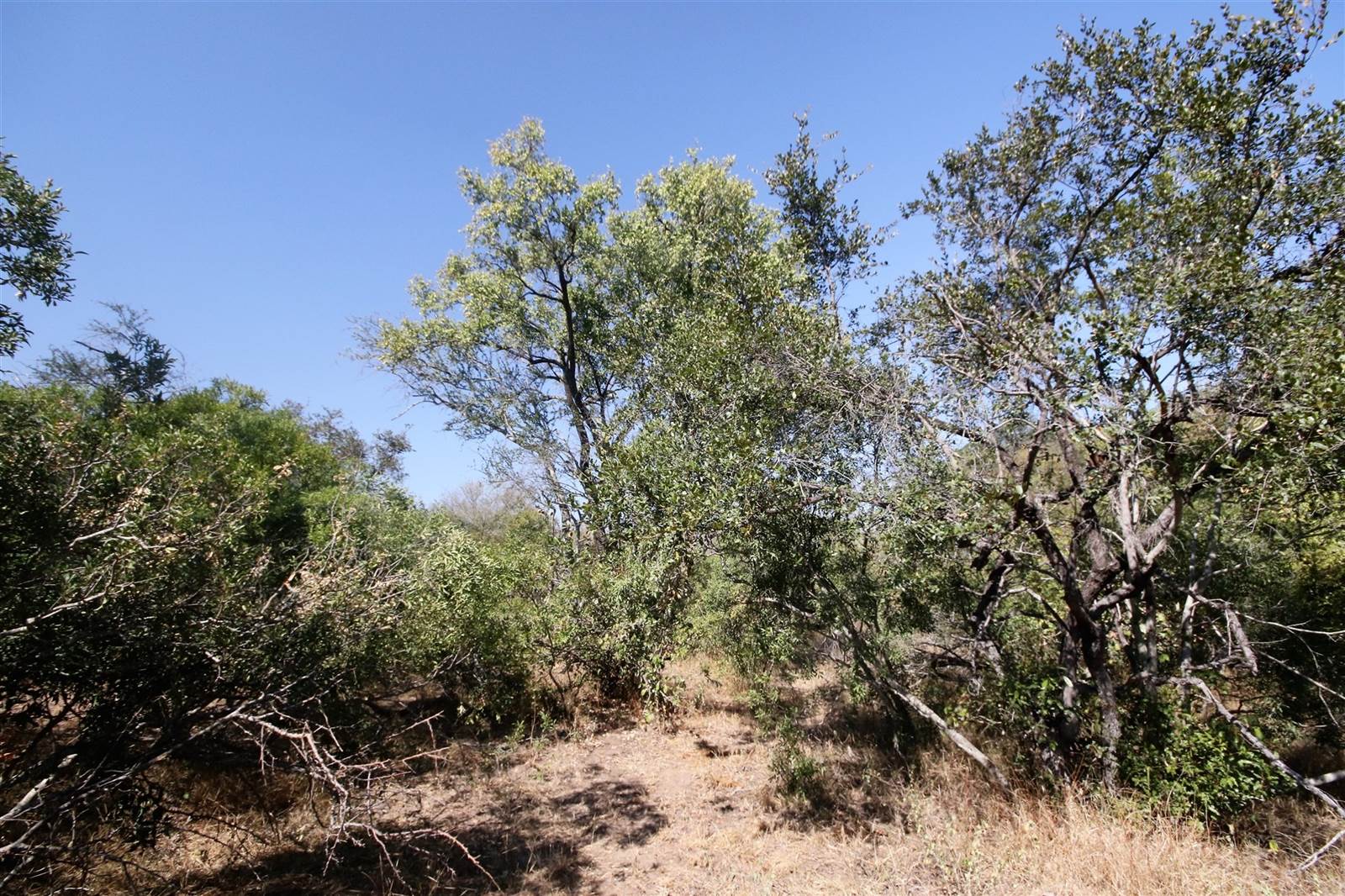 1 ha Land available in Moditlo Nature Reserve photo number 12
