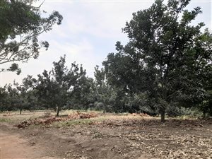 160 ha Farm in Tongaat Central