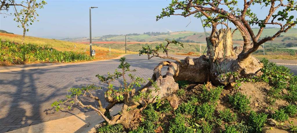 1168 m² Land available in Zimbali Estate photo number 14