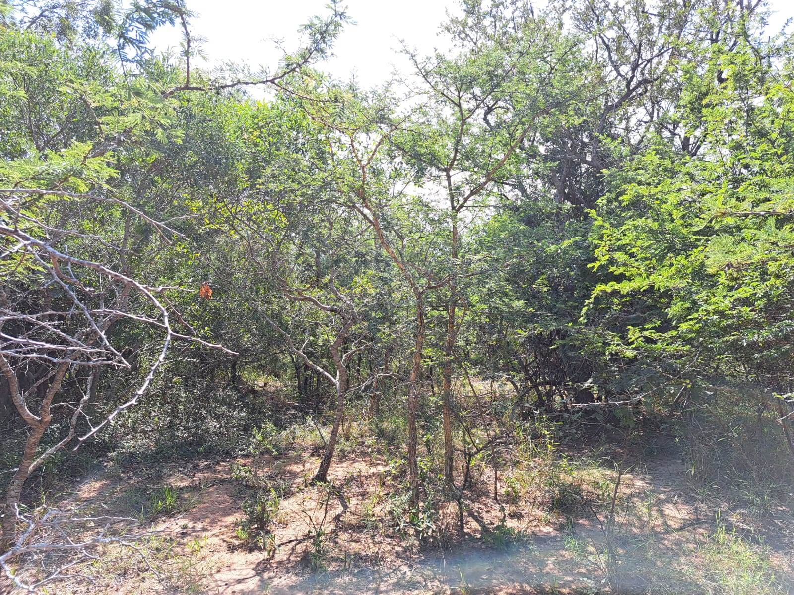 1.1 ha Land available in Moditlo Nature Reserve photo number 7