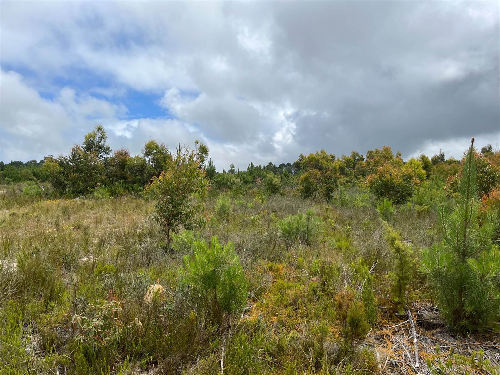 6.6 ha Land available in Plettenberg Bay Rural photo number 5