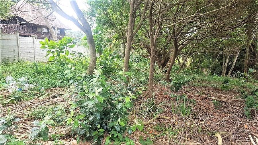 1504 m² Land available in Hibberdene photo number 12