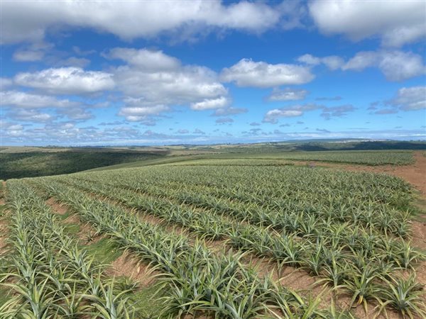 380 ha Farm