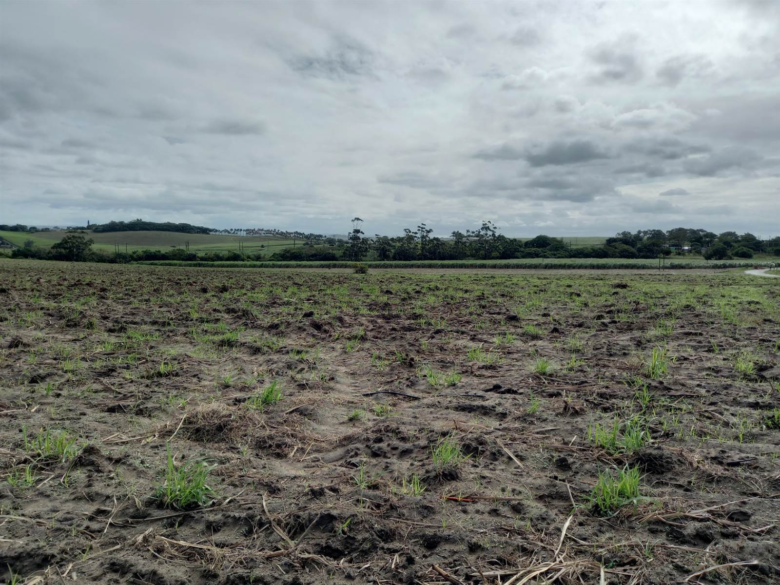 50 ha Farm in Tongaat Central photo number 6