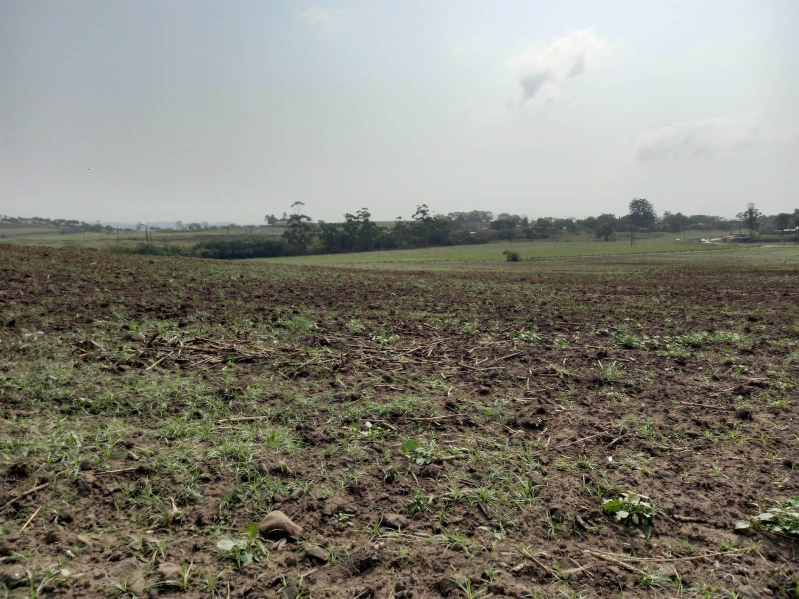 50 ha Farm in Tongaat Central photo number 13