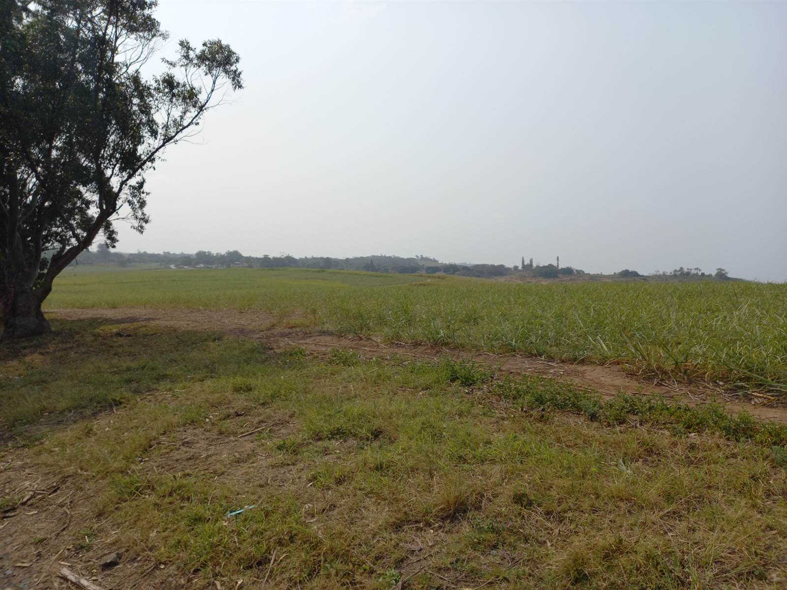 50 ha Farm in Tongaat Central photo number 18