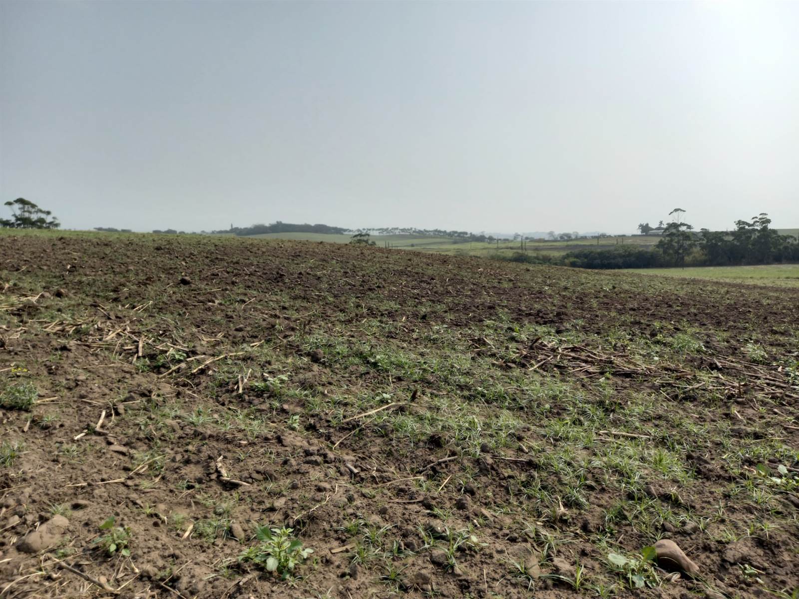 50 ha Farm in Tongaat Central photo number 11