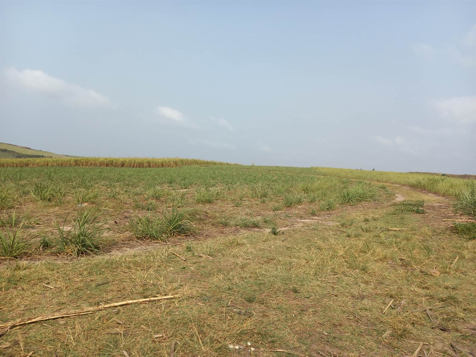 50 ha Farm in Tongaat Central photo number 17