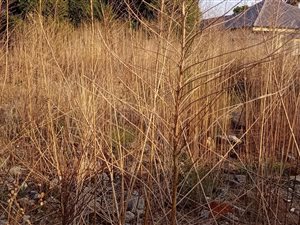1190 m² Land available in Rensburg