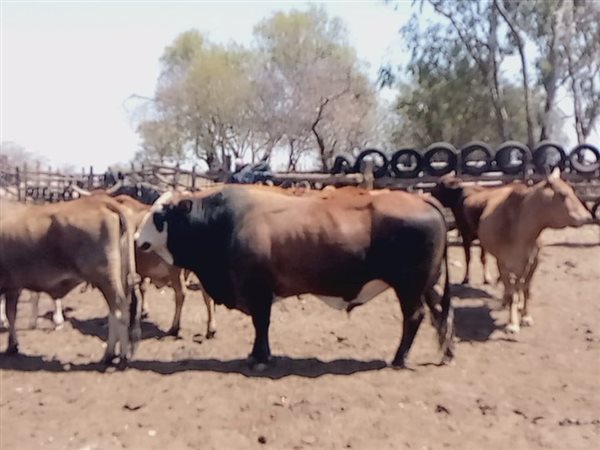 232 ha Farm
