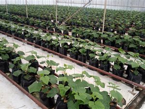 20 ha Farm in Valley Settlements AH