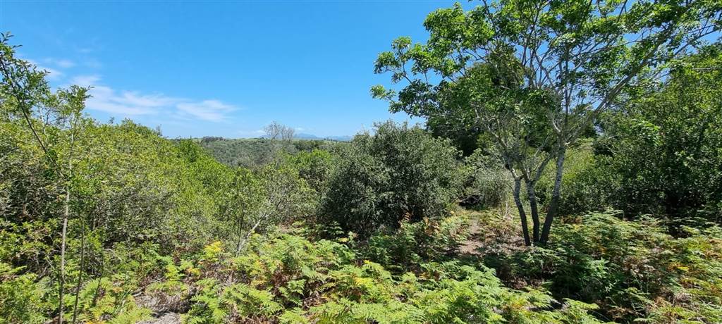64 ha Land available in Sedgefield photo number 26
