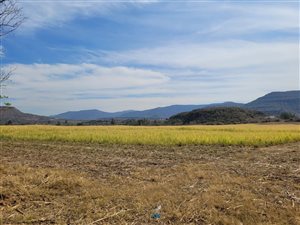 200 ha Farm in Greytown