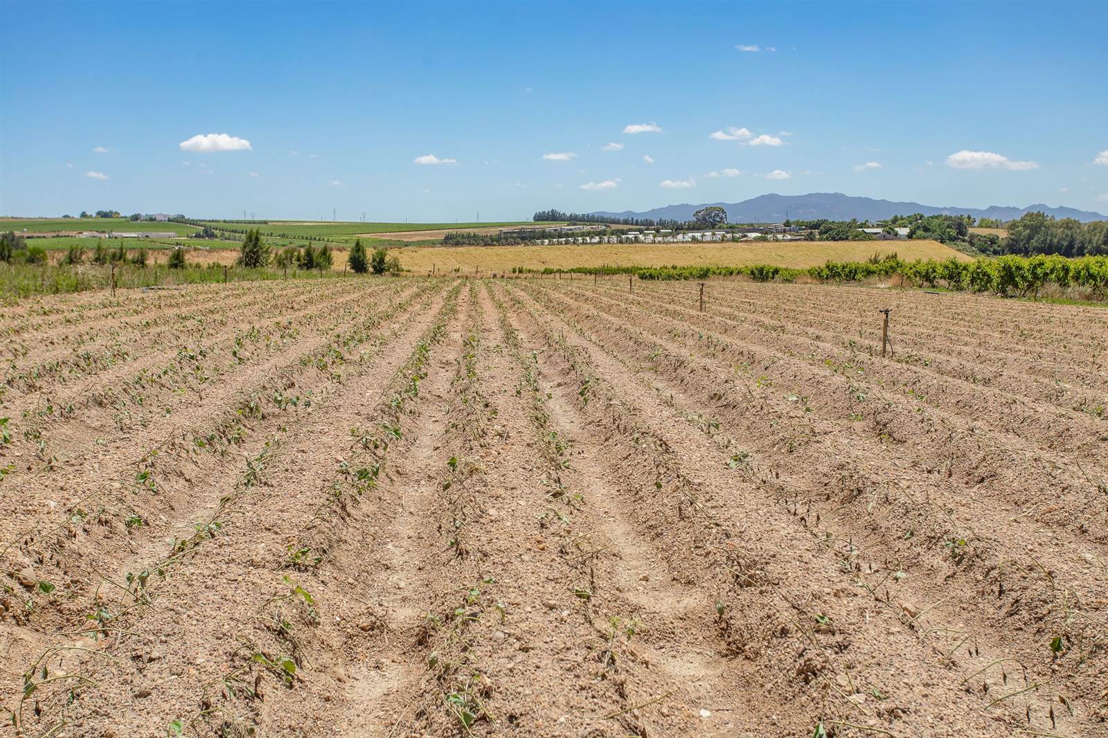 16.8 ha Farm in Northern Paarl photo number 17