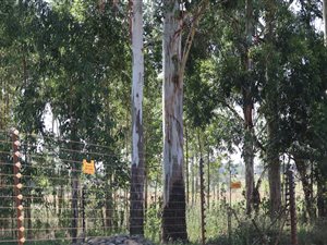 17.9 ha Farm in Zesfontein AH
