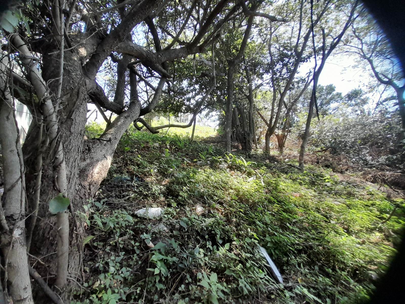 1450 m² Land available in Woodgrange photo number 10