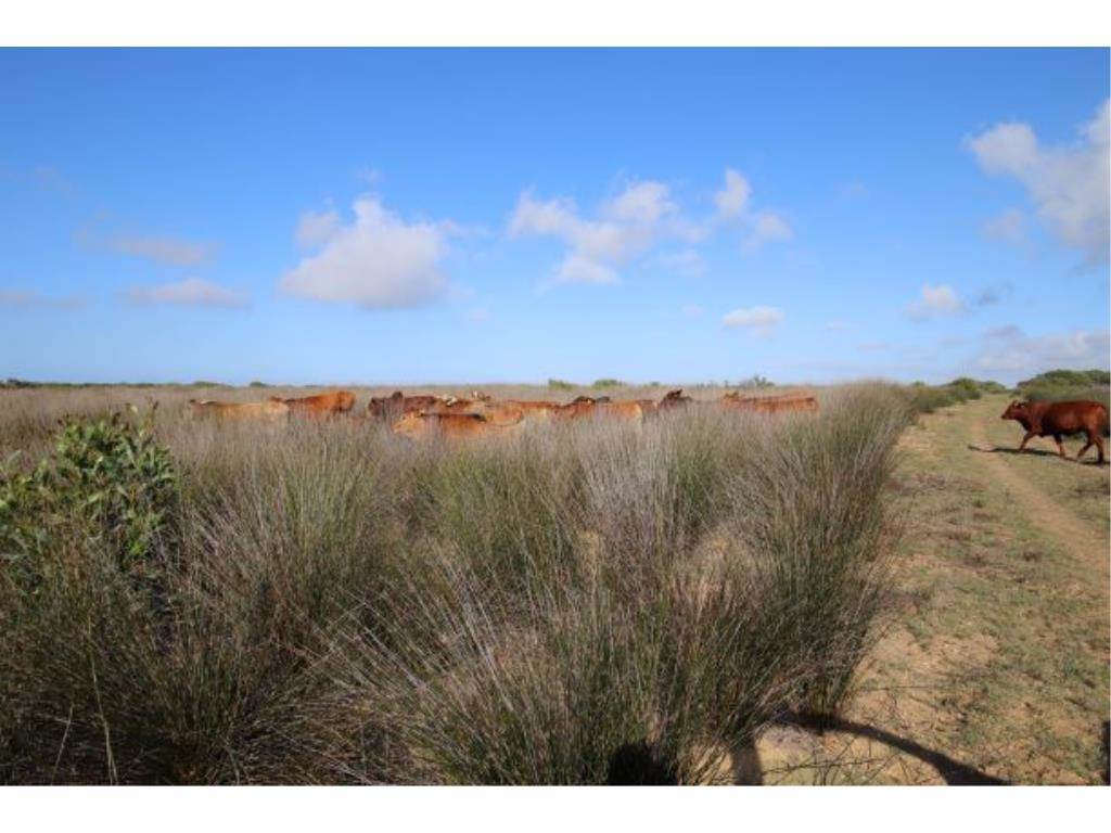 280 ha Land available in Gouritsmond photo number 4