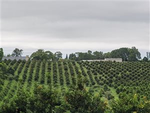 11.6 ha Farm in Port Shepstone
