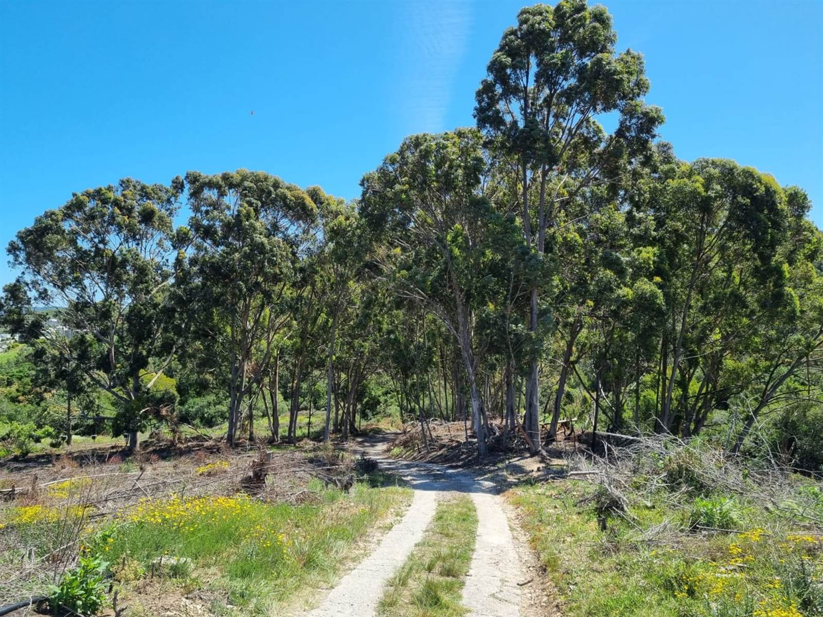 41 ha Land available in Green Pastures photo number 9