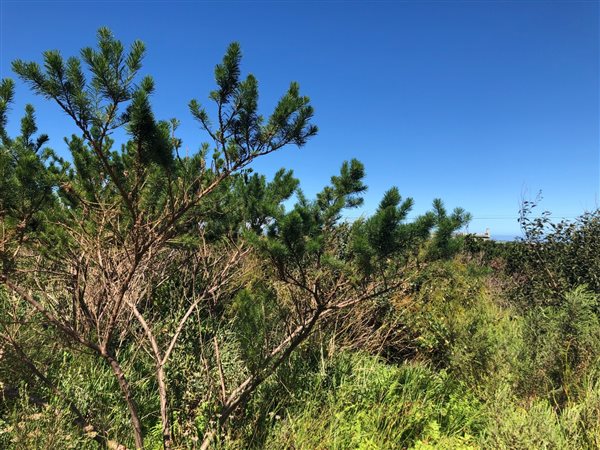 880 m² Land available in Bettys Bay