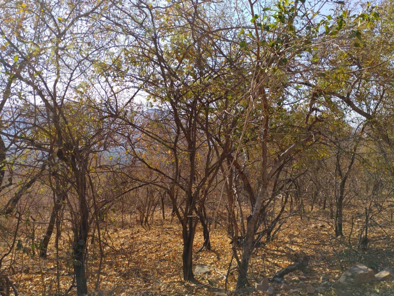 4802 m² Land available in Thabazimbi photo number 5