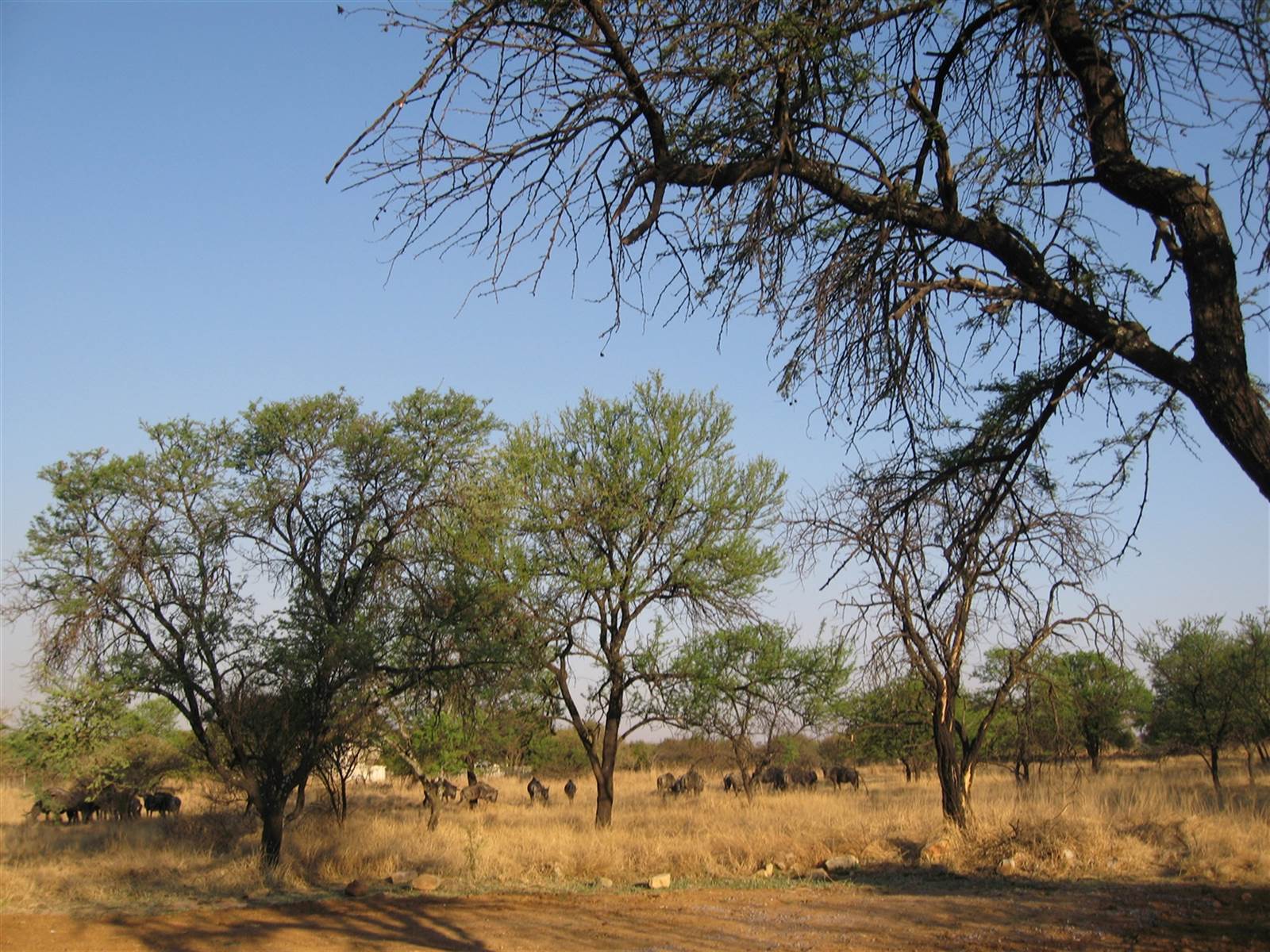 1.3 ha Land available in Leeuwfontein Estate photo number 14