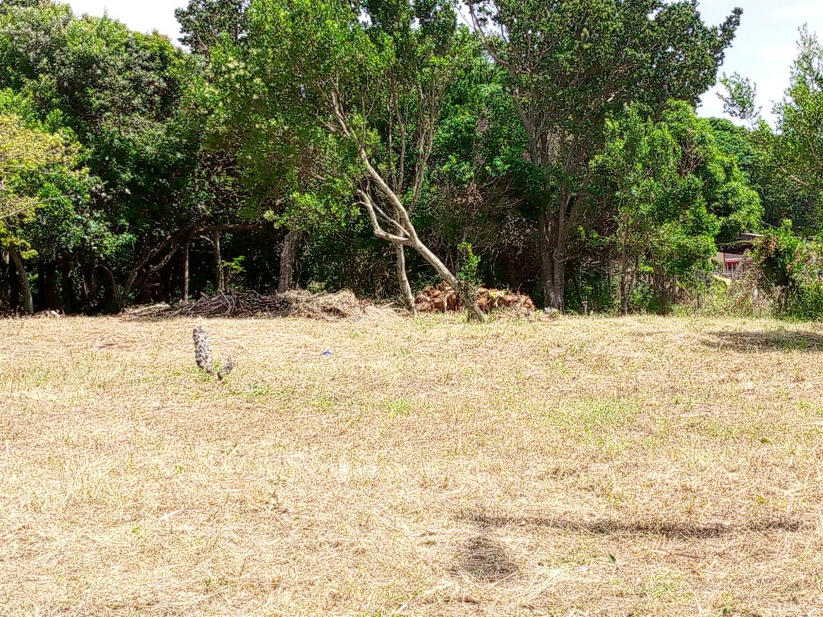 1345 m² Land available in Woodgrange photo number 2