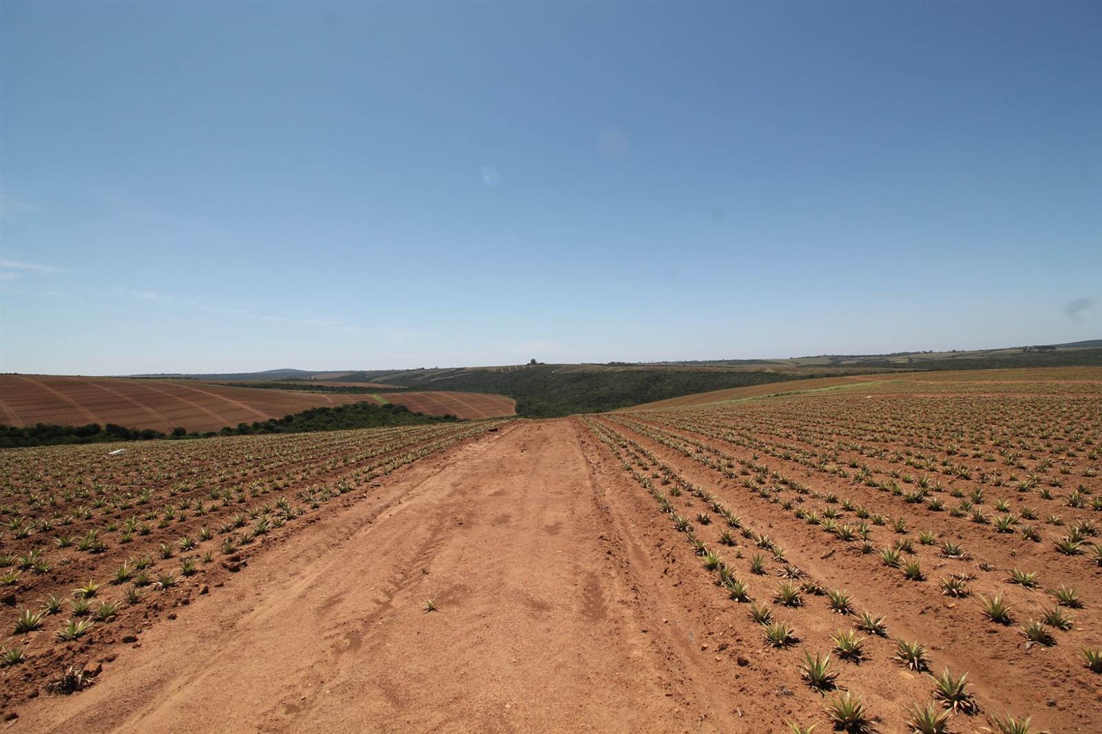 380 ha Farm in Bathurst and Surrounds photo number 11