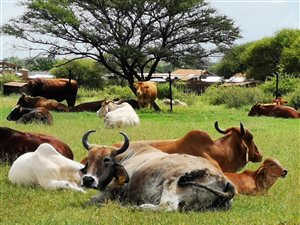 81 ha Farm in Kameeldrift West
