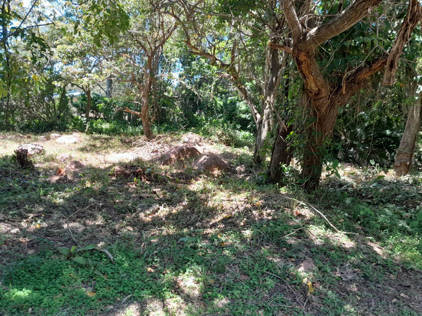 1168 m² Land available in Pennington photo number 4