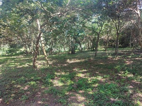 4694 m² Land available in Forest Hills photo number 14