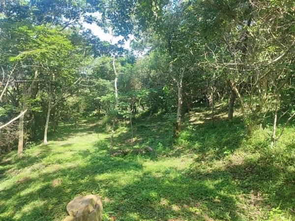 4694 m² Land available in Forest Hills photo number 10